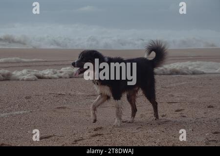 chien court sur une plage de sable Banque D'Images
