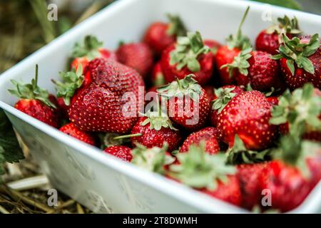 Panier plein de fraises fraîchement cueillies posées sur le sol Banque D'Images