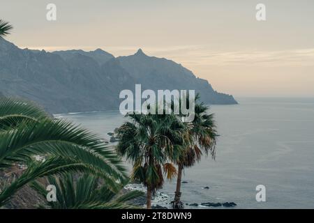 Falaises et palmiers dans le nord de Tenerife Banque D'Images