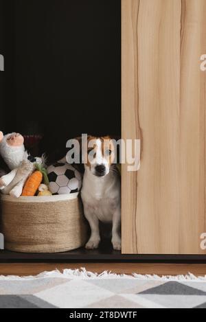 Jack Russell Terrier chien assis dans le placard près du panier à jouets Banque D'Images