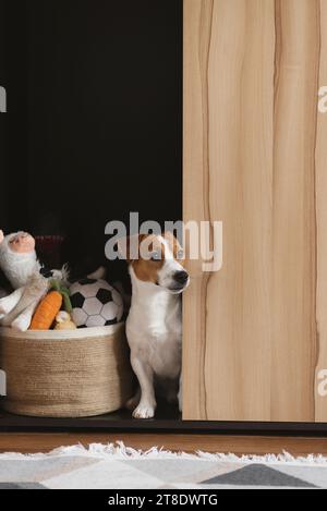 Jack Russell Terrier chien assis dans le placard près du panier à jouets Banque D'Images