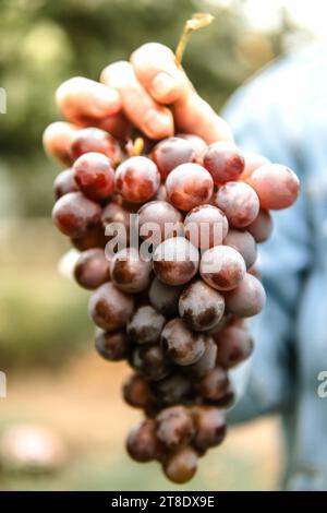 Gros plan des mains de femme tenant une grappe de raisin. Banque D'Images