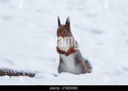 l'écureuil roux se tient sur ses pattes arrière dans la neige en hiver Banque D'Images