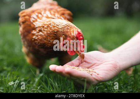 Le fermier nourrit la poule de la main. Poulet piquant les grains de la main de l'homme dans l'herbe verte. Thèmes ferme biologique, soins et confiance. Banque D'Images