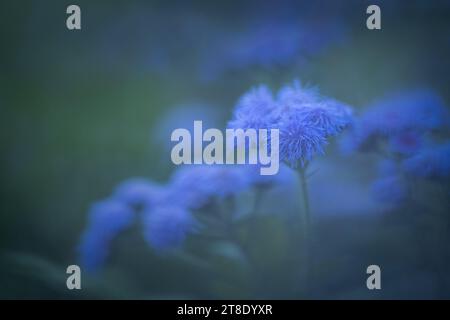 Vue en gros plan de la fleur d'Ageratum bleu flou. Banque D'Images