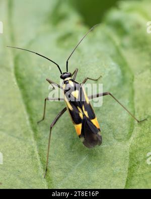 Grypocoris stysi mirid bug reposant sur la feuille de la plante. Tipperary, Irlande Banque D'Images