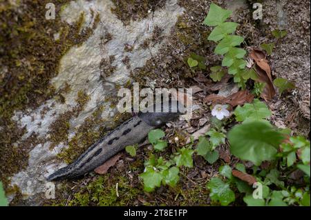 Great Grey (alias Leopard) Slug : Limax maximus. Slovénie. Banque D'Images
