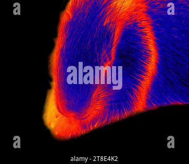 Portrait d'un porc-épic. Illustration du thermogramme. Isolé sur fond noir Banque D'Images