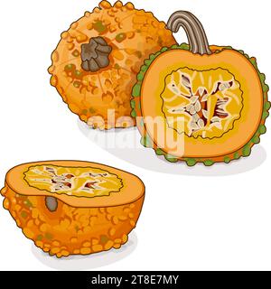 Citrouilles Knucklehead entières et hachées. Courge d'hiver. Cucurbita pepo. Légumes. Clipart. Illustration vectorielle isolée. Illustration de Vecteur