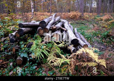 grumes hachées de bouleau argenté, réserve naturelle de bois de blean ouest, kent, royaume-uni Banque D'Images