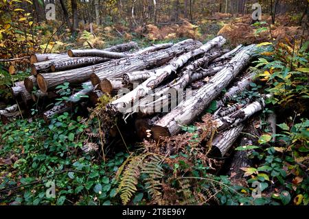 grumes hachées de bouleau argenté, réserve naturelle de bois de blean ouest, kent, royaume-uni Banque D'Images