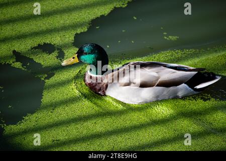 canard dans l'étang avec mucilage Banque D'Images