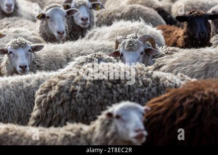 Les moutons paissent paisiblement dans la plume. Beaucoup de beaux agneaux. Les rayons du soleil illuminent la laine blanche, noire et brune des brebis. Ils hu Banque D'Images