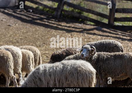 Les moutons paissent paisiblement dans la plume. Beaucoup de beaux agneaux. Les rayons du soleil illuminent la laine blanche, noire et brune des brebis. Ils hu Banque D'Images