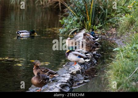 Une famille de canards, oies nage dans un canal d'eau, rivière, lac. Beaucoup de roseaux et de nénuphars. De beaux canards flottent le long de la rivière, lac, eau cha Banque D'Images