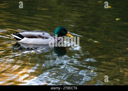 Une famille de canards, oies nage dans un canal d'eau, rivière, lac. Beaucoup de roseaux et de nénuphars. De beaux canards flottent le long de la rivière, lac, eau cha Banque D'Images