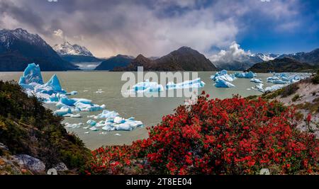 Firebush chilien et icebergs dans Largo gris avec le Glacier Grey dans le lointain. Parc National Torres del Paine, en Patagonie, dans le sud du Chili, de sorte Banque D'Images