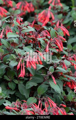 Fuchsia Koralle fulgens, buisson droit de triphylla, fleurs rouge orangé tubes minces, petits pétales, Banque D'Images