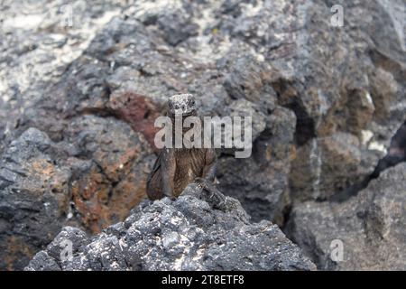 Un iguane marin sur des rochers à Puerto Vilamil Banque D'Images