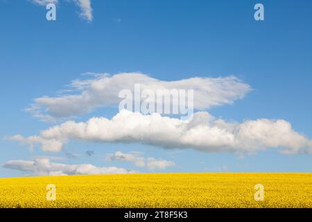 Champ de colza, colza ou canola jaune coloré, Brassica napus, cultivé pour ses graines riches en huile, pour le fourrage et comme biocarburant pour le biodiesel Banque D'Images