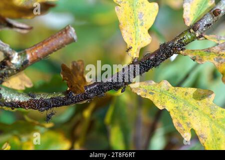 Gros plan pucerons de chêne variégés (Lachnus roboris) avec de nombreux œufs d'hiver sur une tige de chêne (Quercus). Automne, Bovember, jardin hollandais Banque D'Images