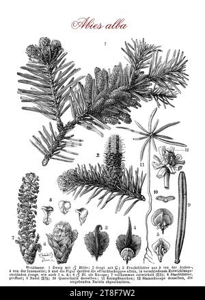 Tableau morphologique d'Abies alba, sapin argenté européen ou sapin argenté, originaire des montagnes d'Europe, conifères à feuilles persistantes, aiguilles comme feuilles et larges cônes, cultivés pour la plantation d'arbres de Noël pour la forme triangulaire symétrique, feuillage dense et odeur de résine Banque D'Images