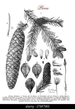 Tableau morphologique de l'épinette, arbre du genre Picea, conifères à feuilles persistantes des régions tempérées septentrionales du monde, avec aiguilles et cônes Banque D'Images