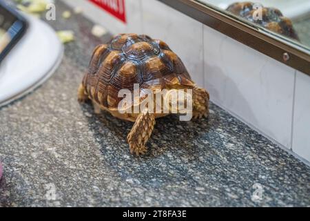 Une tortue en mouvement sur un lavabo dans une salle de toilette Banque D'Images