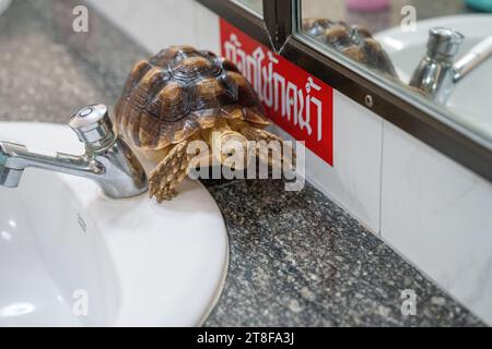 Une tortue en mouvement sur un lavabo dans une salle de toilette Banque D'Images