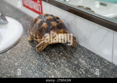 Une tortue en mouvement sur un lavabo dans une salle de toilette Banque D'Images