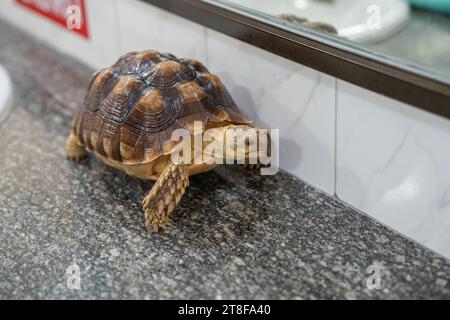 Une tortue en mouvement sur un lavabo dans une salle de toilette Banque D'Images