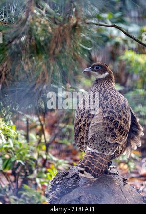 Un magnifique monal de l'Himalaya, également connu sous le nom d'Impeyan Pheasant, gracieusement perché au milieu de la verdure vibrante de sa chaîne de montagnes indigène de l'Himalaya. Banque D'Images