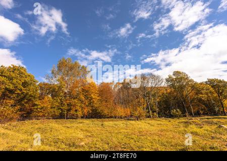 Le chaud soleil d'automne brille à travers les arbres d'or, avec de beaux ciel bleu Banque D'Images