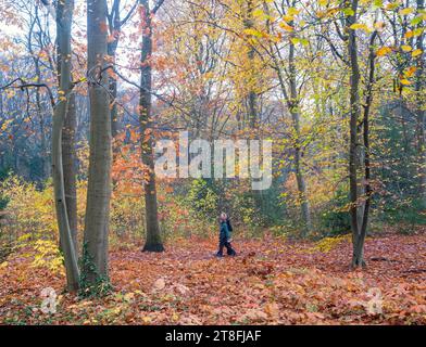 driebergen, pays-bas, 17 novembre 2023 : deux femmes marchent dans la forêt d'automne entre des feuilles colorées Banque D'Images