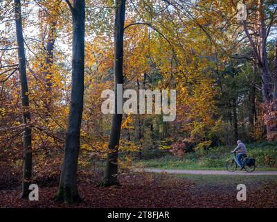 driebergen, pays-bas, 17 novembre 2023 : un homme à vélo passe devant des arbres ensoleillés avec de belles feuilles d'automne colorées Banque D'Images