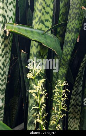 Portrait naturel de plante à fleurs rapprochées de la langue de la belle-mère, Sansevieria trifasciata. Haute résolution avec un espace négatif Banque D'Images