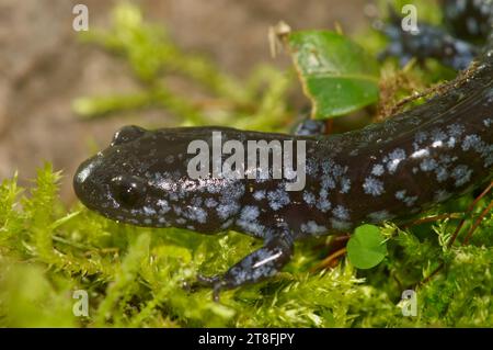 Gros plan naturel sur la salamandre taupe colorée mais menacée à pois bleus, Ambystoma laterale assise sur de la mousse Banque D'Images