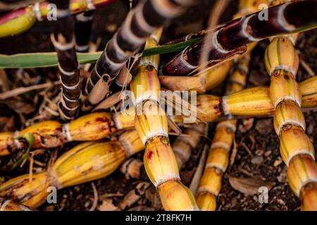 Un peuplement de Saccharum officinarum, canne à sucre. Portrait naturel de plantes alimentaires en gros plan haute résolution. Banque D'Images