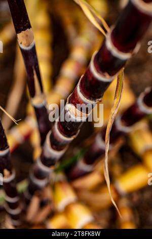 Un peuplement de Saccharum officinarum, canne à sucre. Portrait naturel de plantes alimentaires en gros plan haute résolution. Banque D'Images