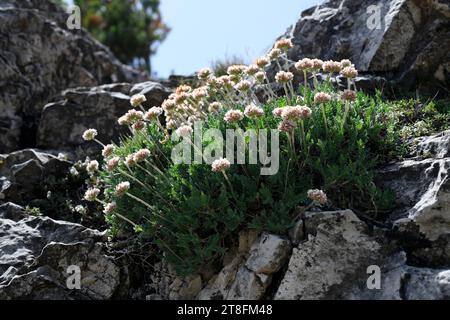 Astragalus purpureus est un arbuste originaire des montagnes du sud de l'Europe, de l'Espagne aux Balkans. Cette photo a été prise à ports de Beseit, Tarragona, Cat Banque D'Images