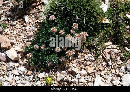 Astragalus purpureus est un arbuste originaire des montagnes du sud de l'Europe, de l'Espagne aux Balkans. Cette photo a été prise à ports de Beseit, Tarragona, Cat Banque D'Images