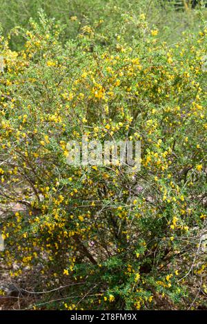 Escobón (Cytisus arboreus catalaunicus) est un arbuste originaire du nord-est et du sud-est de l'Espagne, du sud-est de la France et du Maroc. Cette photo a été prise à Mál Banque D'Images