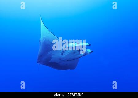 D'en bas de la majestueuse raie Mobula capturée en un seul instant, ses grandes nageoires se sont largement étendues sur le fond serein de la mer bleu profond des Açores Banque D'Images