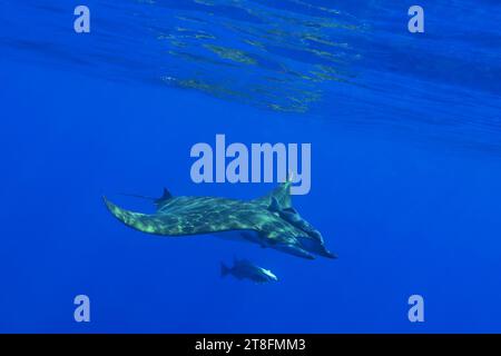Une paire de raies Mobula capturées d'en haut alors qu'elles nagent dans la mer d'un bleu profond près des îles Açores avec des rayons de soleil traversant l'eau Banque D'Images