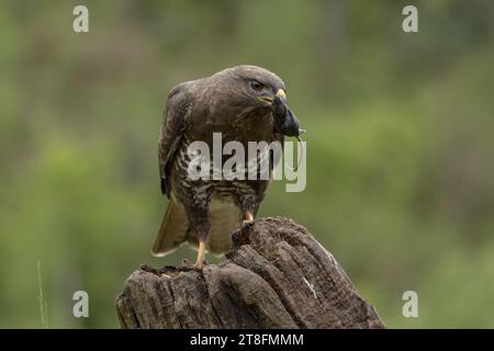 Un puissant oiseau de proie se tient sur une vieille souche d'arbre, tenant un serpent fraîchement capturé dans son bec au milieu d'un fond vert naturel. Banque D'Images