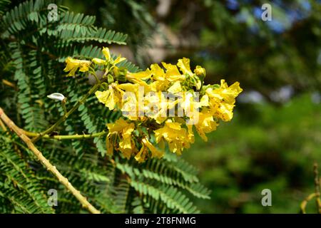 Le larmier pleureux (Peltophorum africanum) est un arbre à feuilles caduques originaire de l'Afrique australe. Détail inflorescence. Banque D'Images