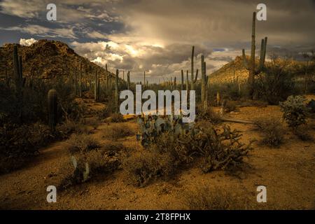 Scène désertique avec la forêt de saguaro et le cactus aux poires de Barbarie portant des fruits et les tempêtes de mousson dramatiques se préparant au-delà d'une chaîne de montagnes voisine. Banque D'Images