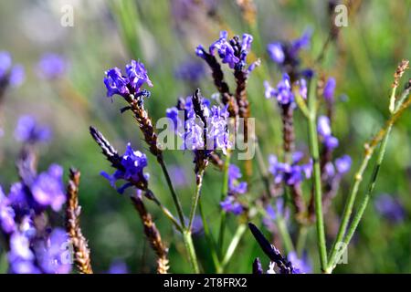 La lavande de Fernleaf (Lavandula multifida) est un petit arbuste originaire de la Méditerranée occidentale et des îles Canaries. Banque D'Images