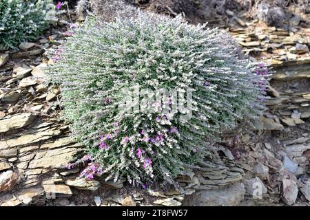 Le thym de chat (Teucrium marum spinescens) est un sous-arbuste endémique à Minorque, aux îles Baléares, en Espagne. Cette photo a été prise à Favaritx Cape. Banque D'Images