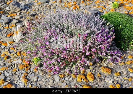 Le thym de chat (Teucrium marum spinescens) est un sous-arbuste endémique à Minorque, aux îles Baléares, en Espagne. Cette photo a été prise à Favaritx Cape. Banque D'Images